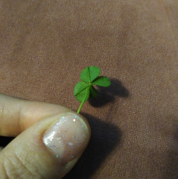 🍀 Wild Four Leaf Clover REAL Just for You Found 4 /22/23 USA yard Lucky Clovers - Picture 9 of 15
